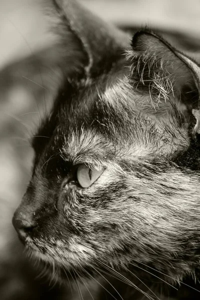 Портрет Милой Кошки — стоковое фото