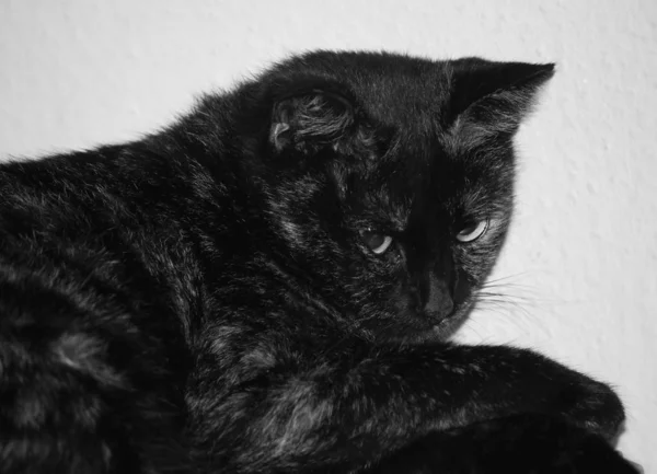 Porträt Einer Süßen Katze — Stockfoto