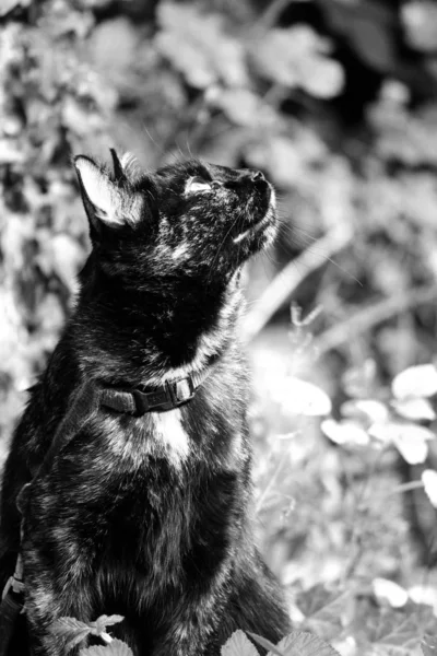 Retrato Cão Bonito — Fotografia de Stock