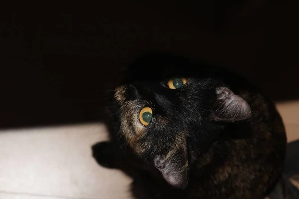 Retrato Lindo Gato — Foto de Stock