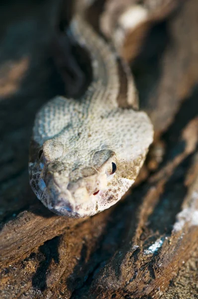 Frontal View Head Blacktail Timber Rattlesnake Crotalus Horridus Atricaudatus — Stock Photo, Image
