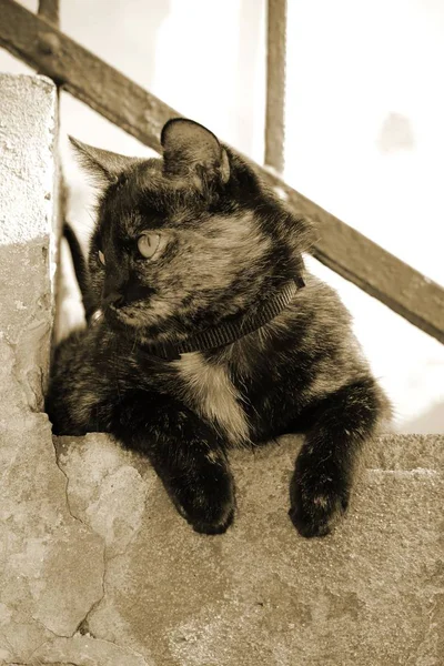 Πορτρέτο Μιας Χαριτωμένης Γάτας — Φωτογραφία Αρχείου
