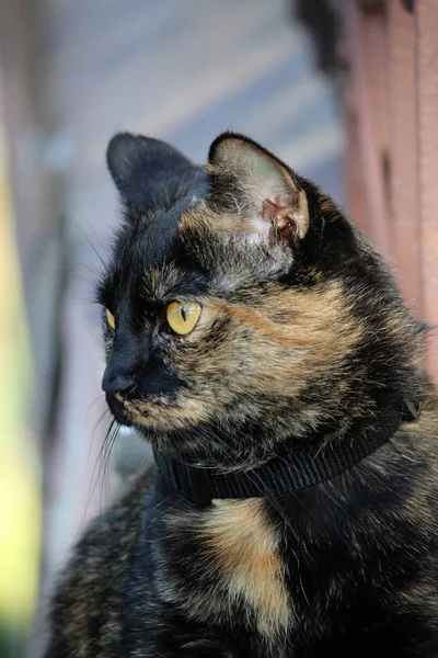 Portrait Cute Cat — Stock Photo, Image