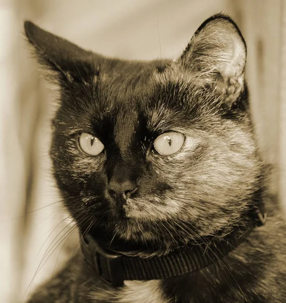 Portret Van Een Schattige Kat — Stockfoto