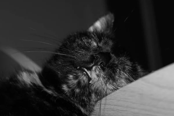 Porträt Einer Süßen Katze — Stockfoto