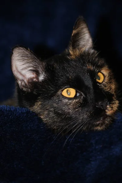 かわいい猫の肖像画 — ストック写真