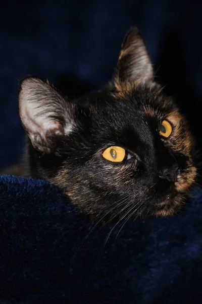 Retrato Lindo Gato — Foto de Stock