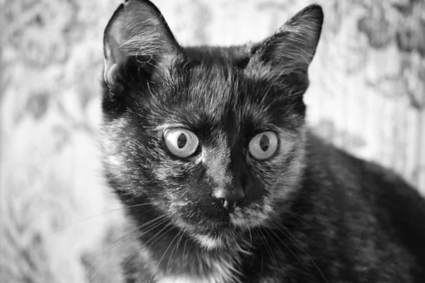 Retrato Lindo Gato — Foto de Stock