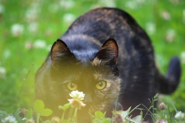 Porträtt Söt Katt — Stockfoto