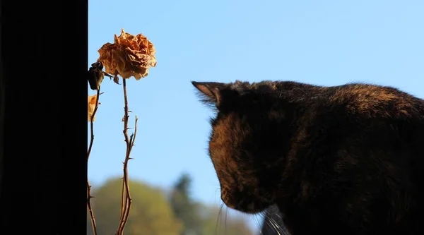 Retrato Lindo Gato — Foto de Stock