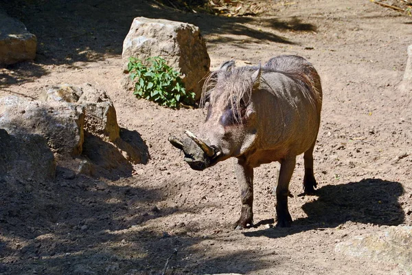 Gros Plan Animal Zoo — Photo