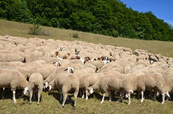 Fårhjord Som Betar Ute Fältet — Stockfoto