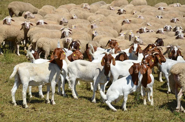 Landleven Selectieve Focus — Stockfoto