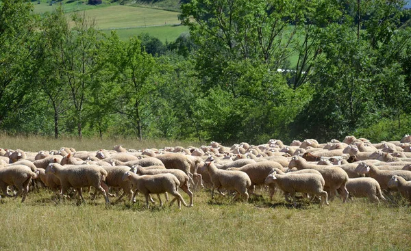 Rebaño Ovejas Animales Granja — Foto de Stock