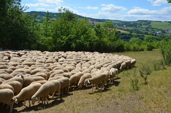 Rebanho Ovelhas Animais Criação — Fotografia de Stock