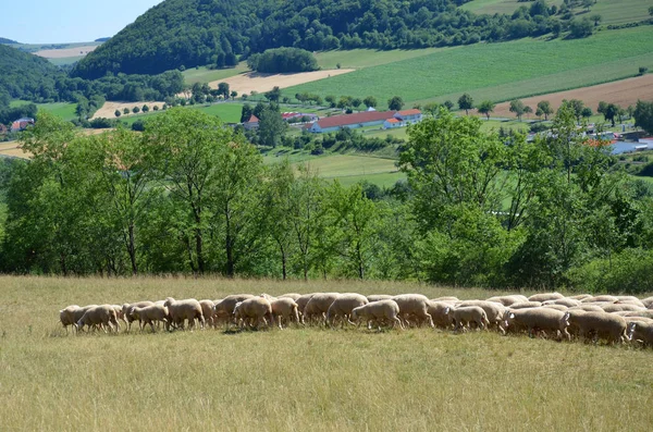 一群羊 农场动物 — 图库照片