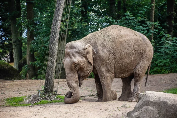 Elefante Asiático Hambriento Cubierto Heno Elephas Maximus — Foto de Stock