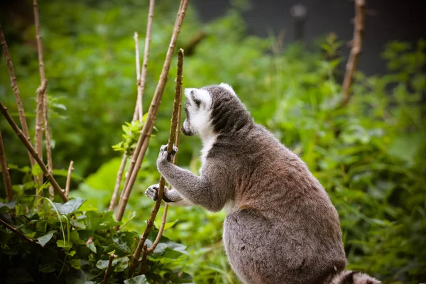 Közelről Egy Katta Lemur Catta — Stock Fotó