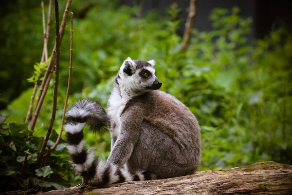 Közelről Egy Gyűrűs Farkú Maki Lemur Catta — Stock Fotó