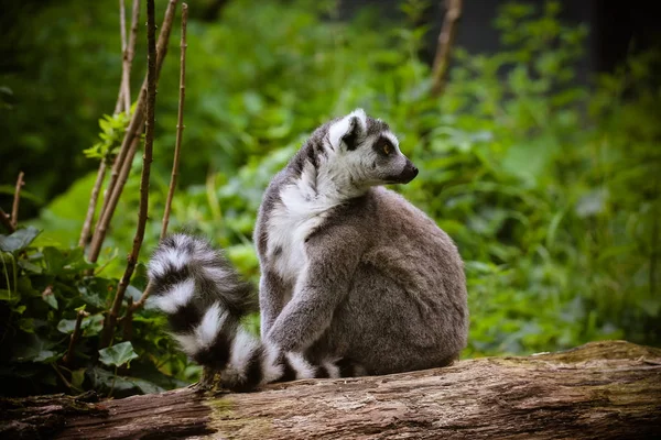 Nahaufnahme Eines Katta Lemurenkatze — Stockfoto
