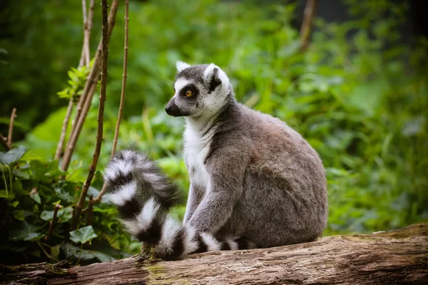 Közelről Egy Gyűrűs Farkú Maki Lemur Catta — Stock Fotó