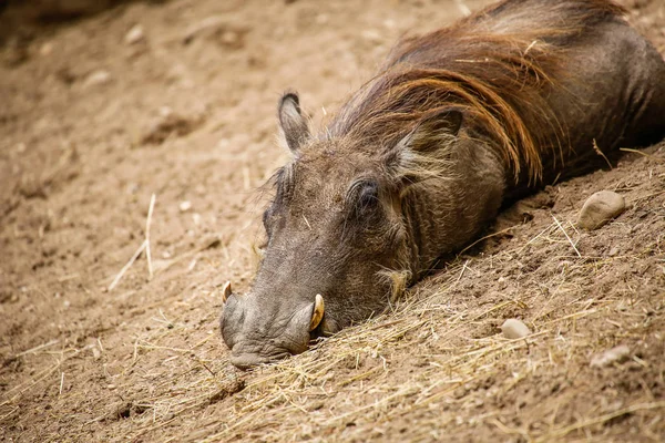 Guzek Phacochoerus Africanus Zbliżeniu — Zdjęcie stockowe