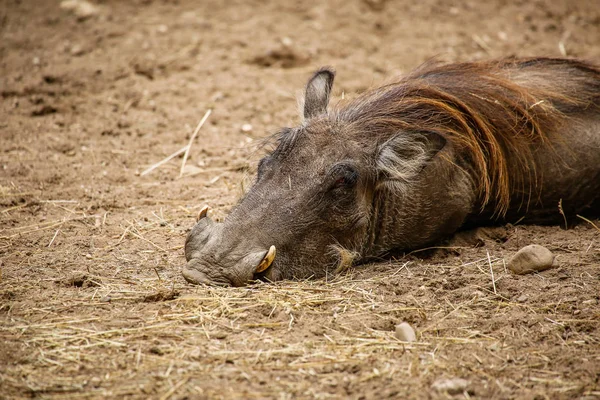 Wrattenzwijn Phacochoerus Africanus Close — Stockfoto