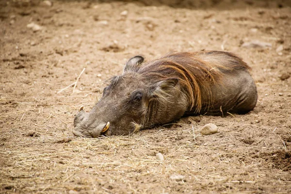 Warthog Phacochoerus Africanus Closeup — Stockfoto