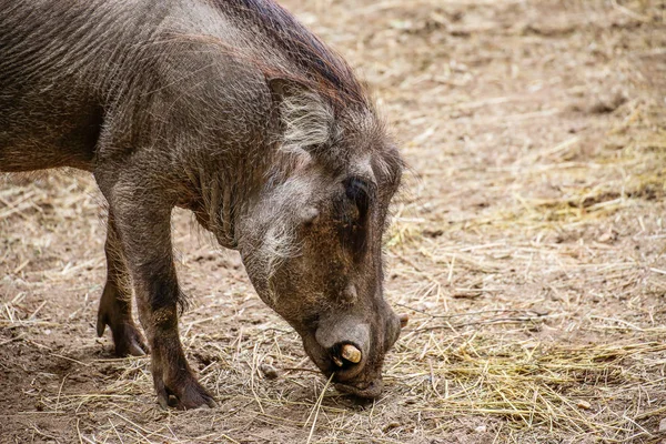 Guzek Phacochoerus Africanus Zbliżeniu — Zdjęcie stockowe