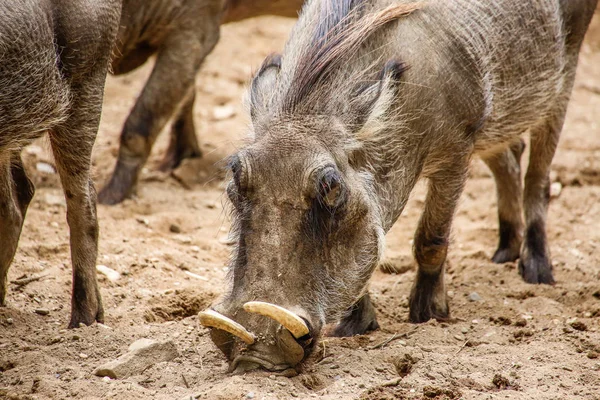 Warthog Phacochoerus Africanus Closeup — 스톡 사진