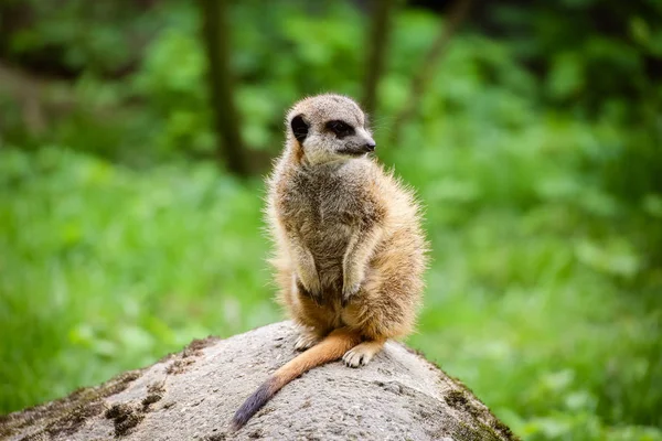 Meerkat Suricata Suricatta — 스톡 사진