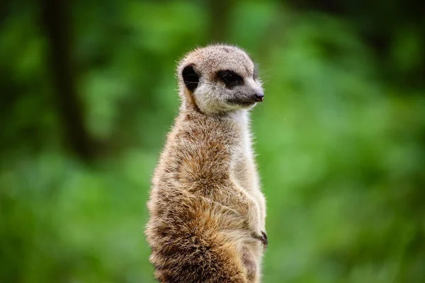 Närbild Meerkat Suricata Suricatta — Stockfoto