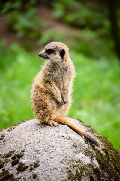 Close Meerkat Suricata Suricatta — Stock Photo, Image