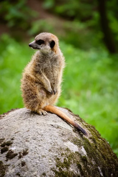 Primo Piano Meerkat Suricata Suricatta — Foto Stock