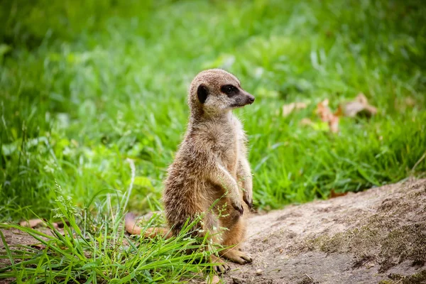 Egy Szurikáta Suricata Suricatta Közeli Felvétele — Stock Fotó