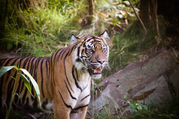 Sumatran Tiger Panthera Tigris Sumatrae Bosque — Foto de Stock