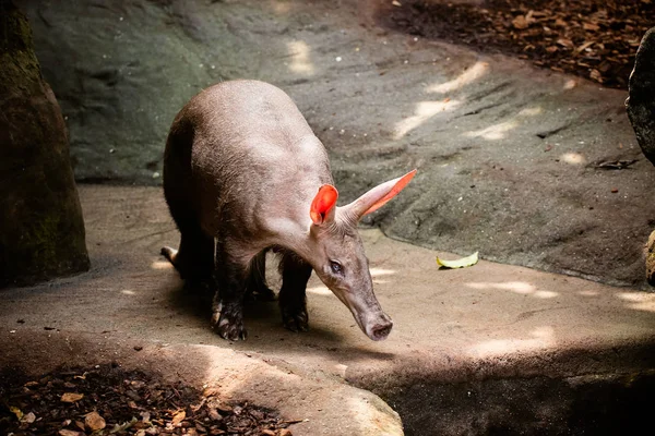 Close Aardvark Orycteropus Afer — стоковое фото