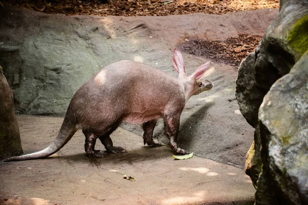 Közeli Egy Aardvark Orycteropus Afer — Stock Fotó