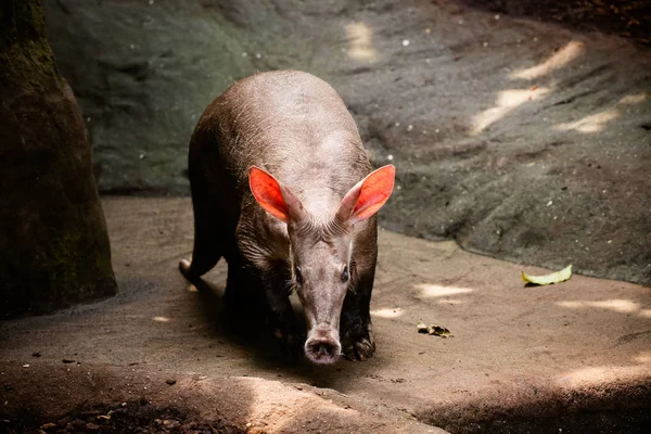 Gros Plan Terrier Orycteropus Afer — Photo