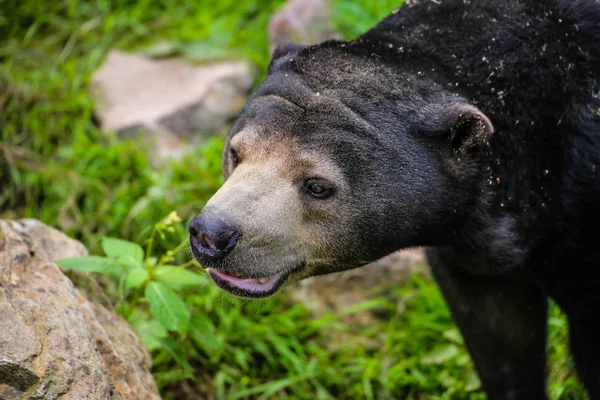 Napmedve Közelsége Helarctos Malayanus — Stock Fotó