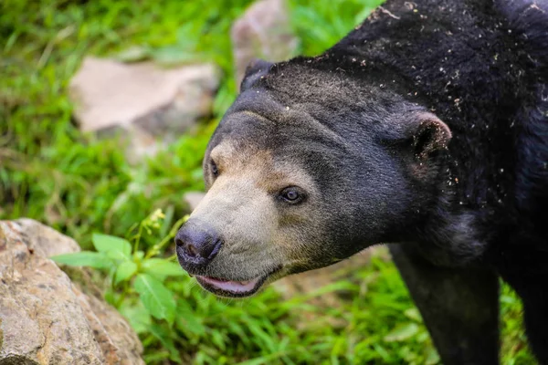 Close Malayan Bear Helarctos Malayanus — 图库照片