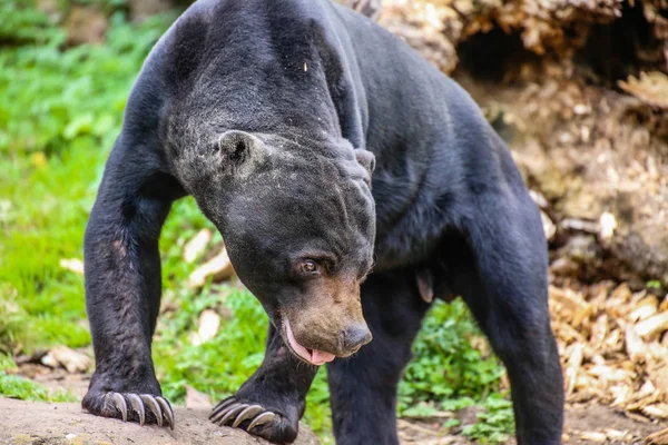 Closeup Sun Bear Helarctos Malayanus — 图库照片