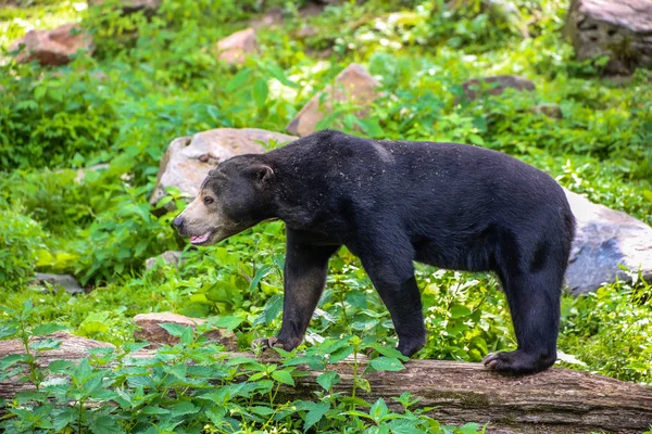 Zbliżenie Niedźwiedzia Słonecznego Helarctos Malayanus — Zdjęcie stockowe
