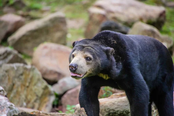 Close Malayan Bear Helarctos Malayanus — 图库照片