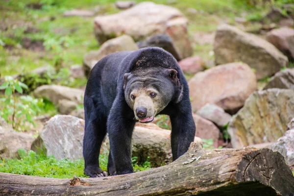 Closeup Sun Bear Helarctos Malayanus — 图库照片