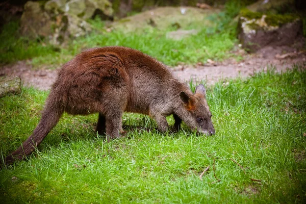Nahaufnahme Eines Wallabys Macropus Rufogriseus — Stockfoto