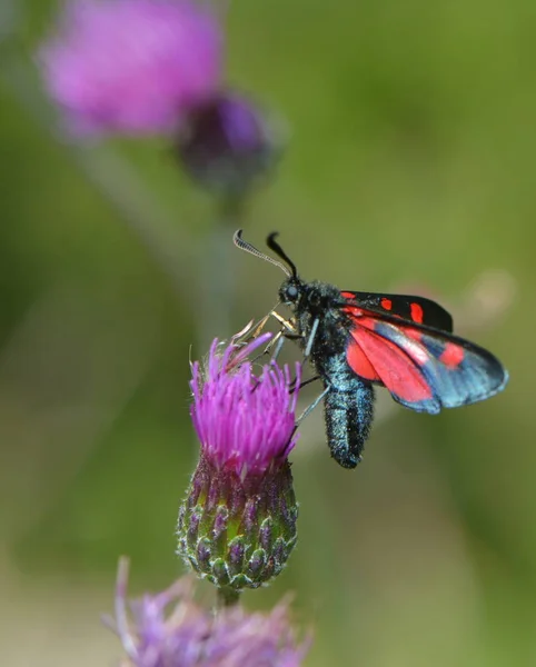 Gros Plan Bug Nature Sauvage — Photo