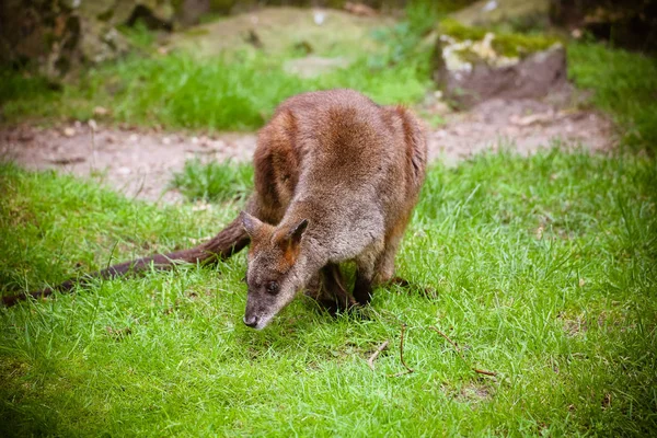 Close Van Een Wallaby Macropus Rufogriseus — Stockfoto