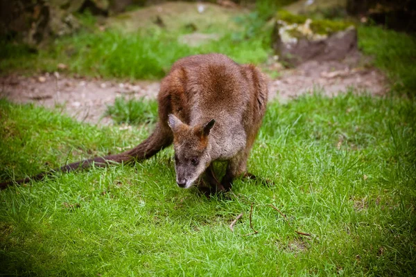 Κοντινό Πλάνο Ενός Wallaby Macropus Rufogriseus — Φωτογραφία Αρχείου