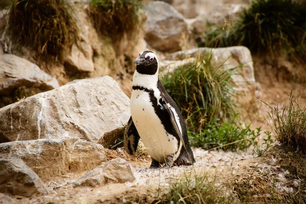 Африканский Пингвин Spheniscus Demersus Крупным Планом — стоковое фото